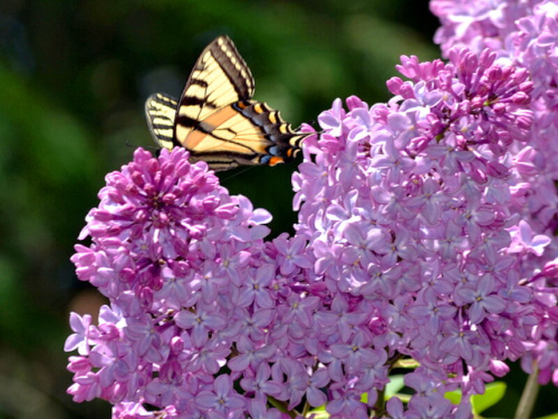 Swallowtail Butterfly on Lilac