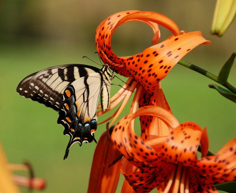 Swallowtail Butterfly on Lily