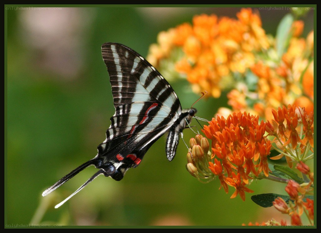 Swallowtail butterfly on orange flowers