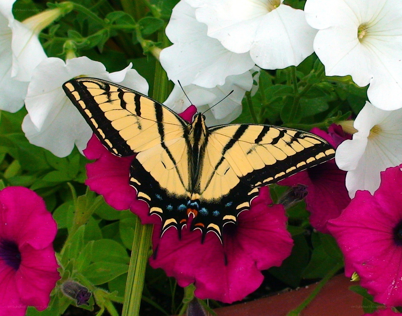Swallowtail butterfly on petunias