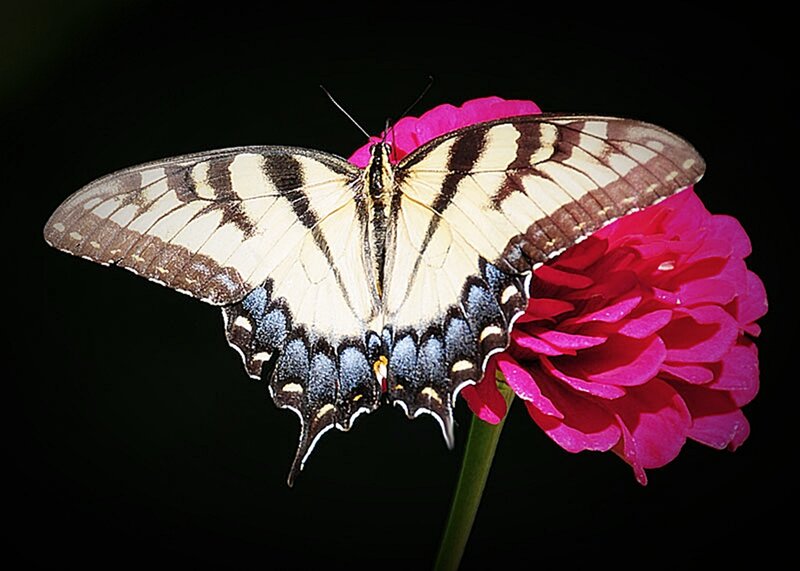 Swallowtail butterfly on pink flower