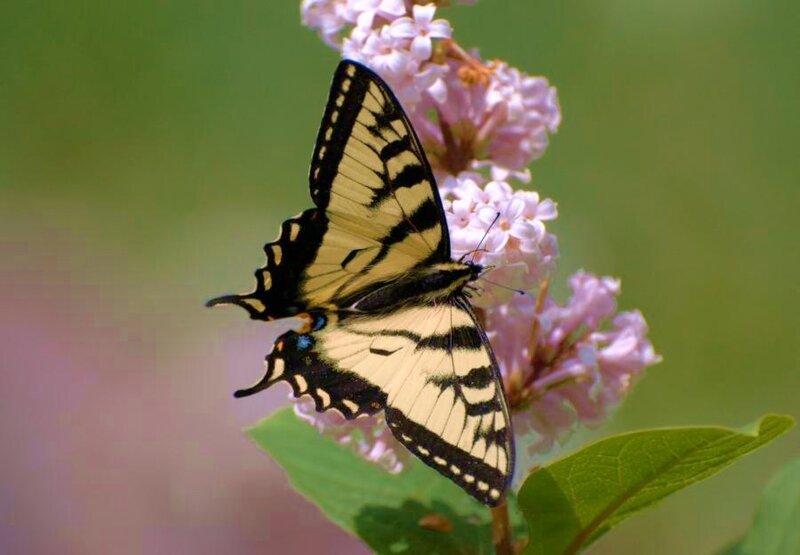 Swallowtail butterfly on pink flowers