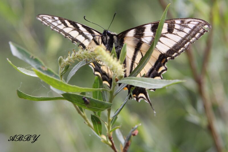 Swallowtail Butterfly on Plant — Green