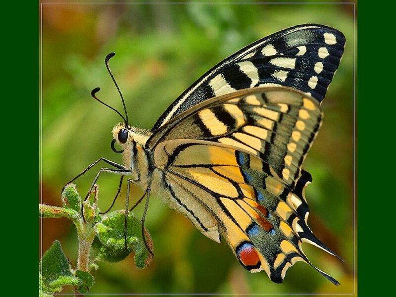 Swallowtail butterfly on plant
