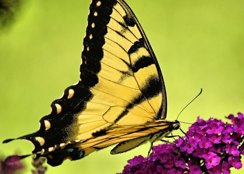 Swallowtail butterfly on purple flower