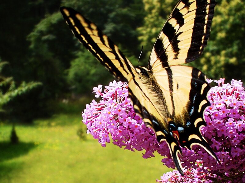 Swallowtail butterfly on purple flowers