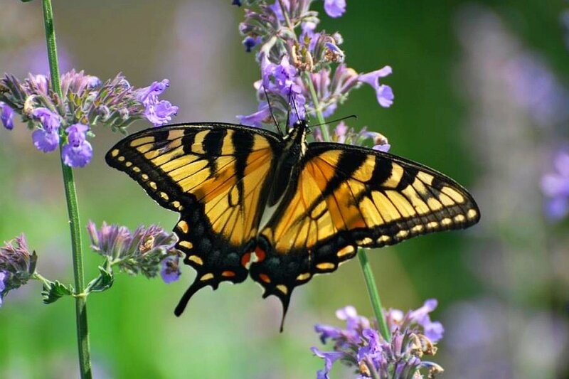 Swallowtail butterfly on purple flowers