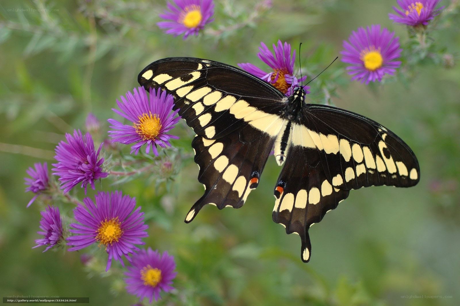 Swallowtail butterfly on purple flowers