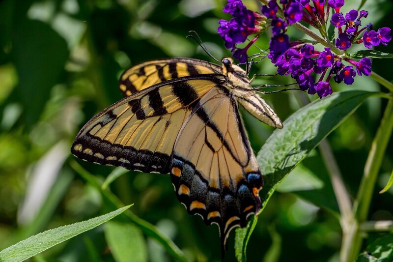 Swallowtail butterfly on purple flowers