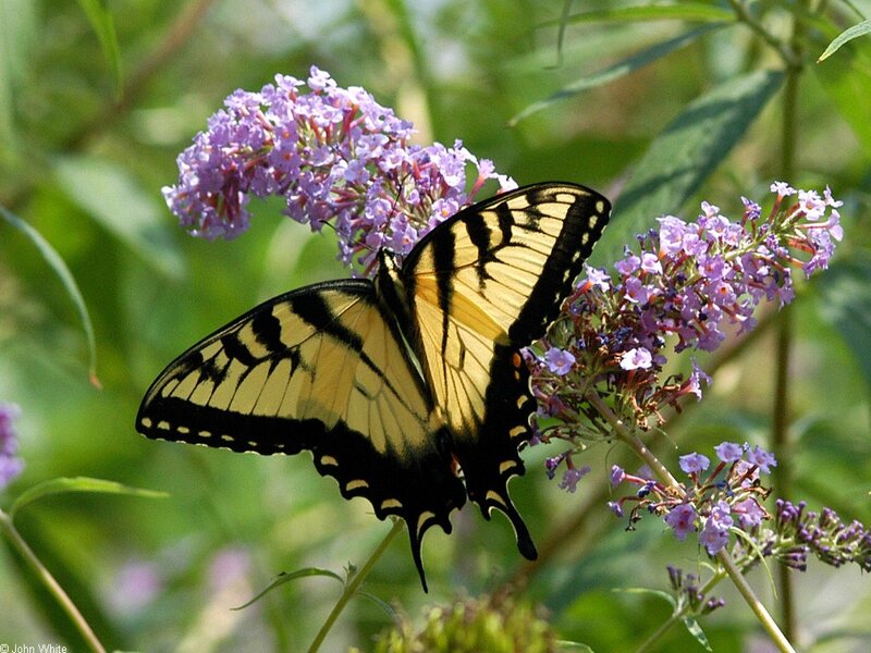 Swallowtail butterfly on purple flowers
