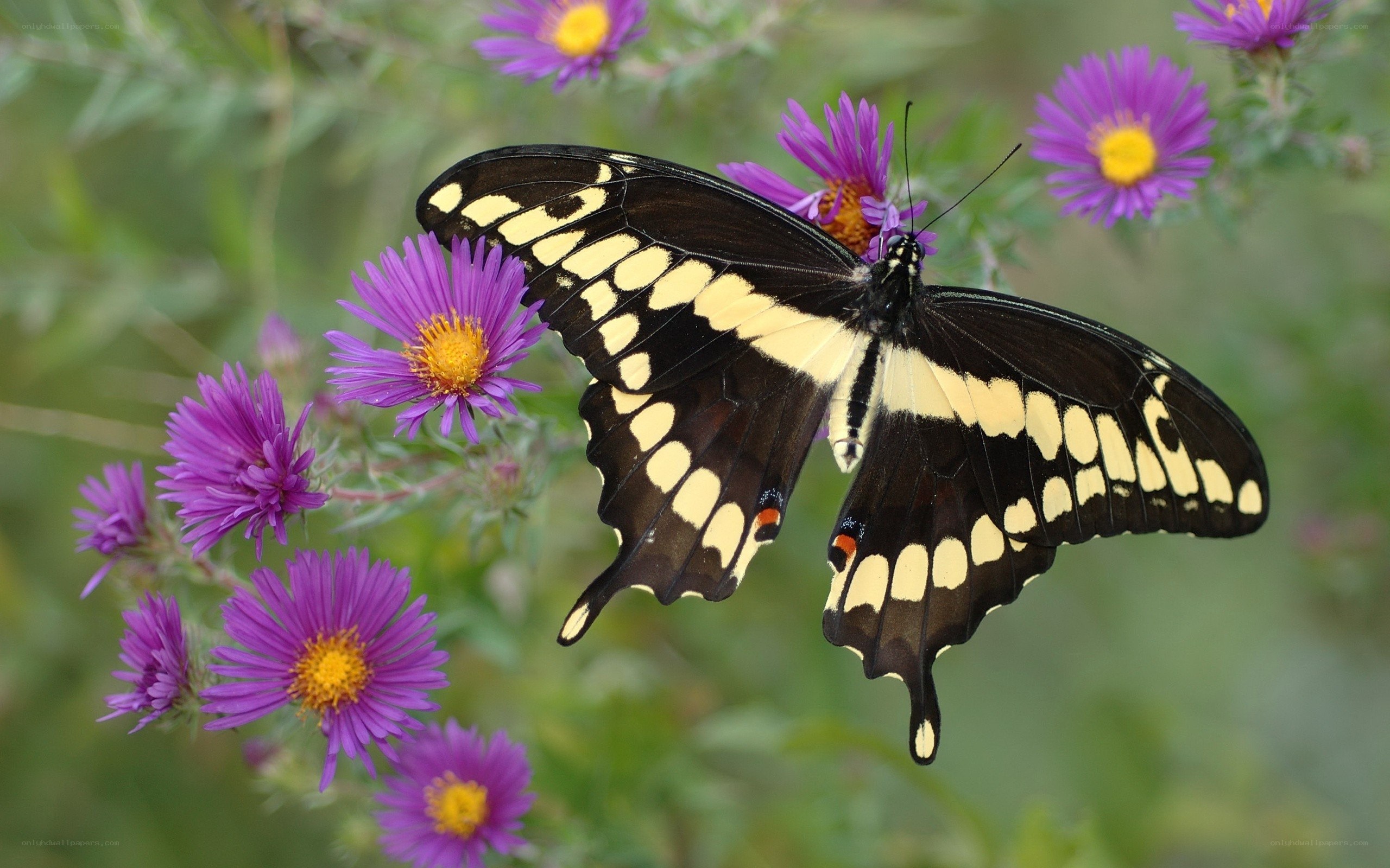 Swallowtail butterfly on purple flowers