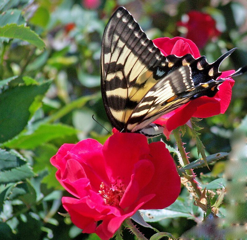 Swallowtail Butterfly on Rose — Red