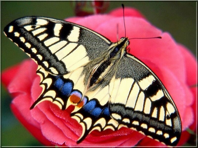Swallowtail Butterfly on Rose