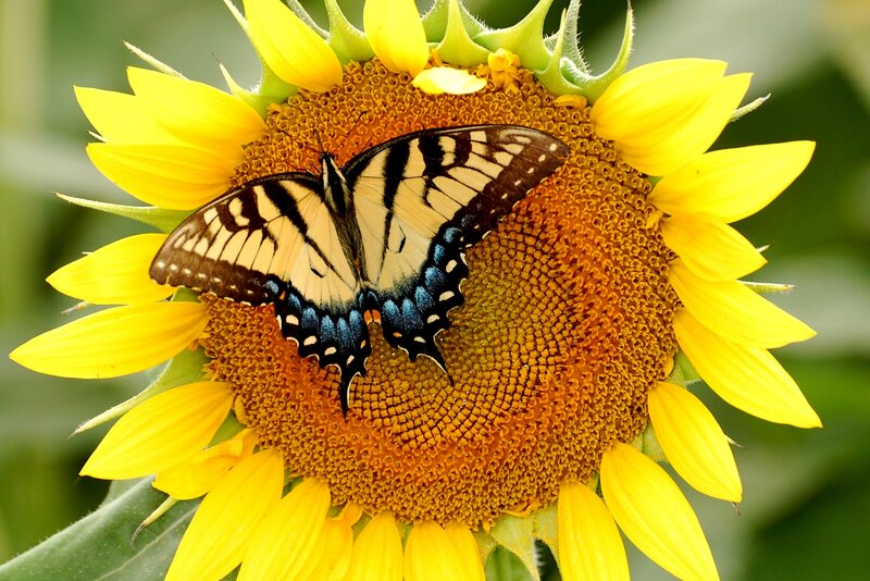 Swallowtail Butterfly on Sunflower