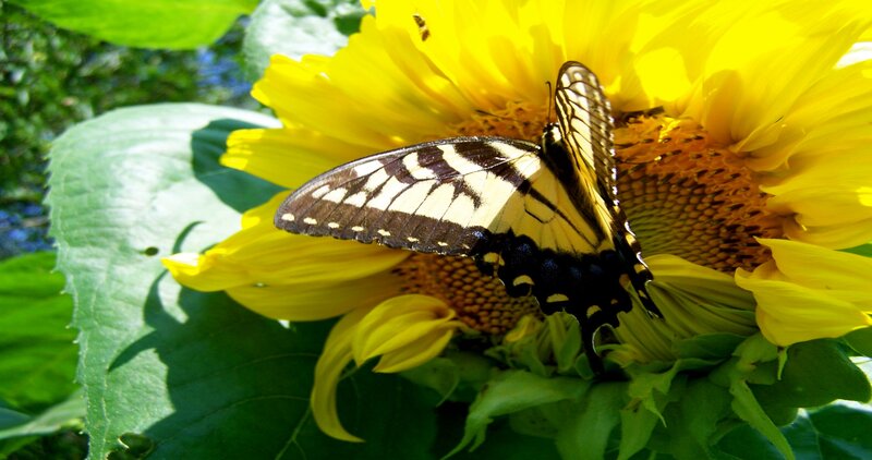 Swallowtail Butterfly on Sunflower — Yellow, Serene