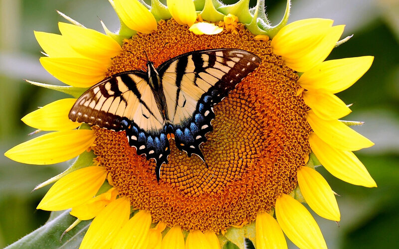 Swallowtail Butterfly on Sunflower — Yellow