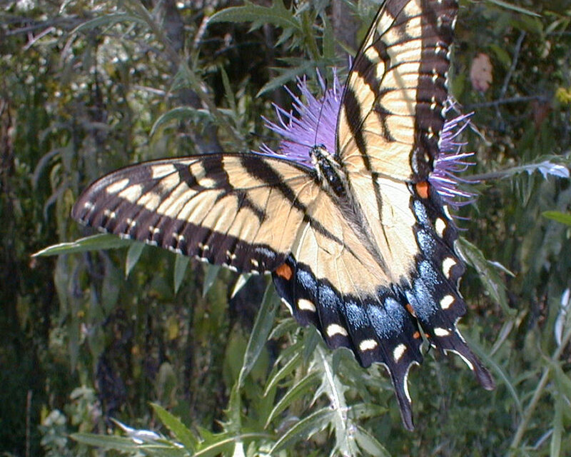 Swallowtail butterfly on thistle