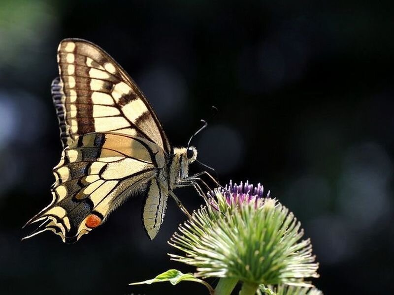 Swallowtail Butterfly on Thistle — Yellow