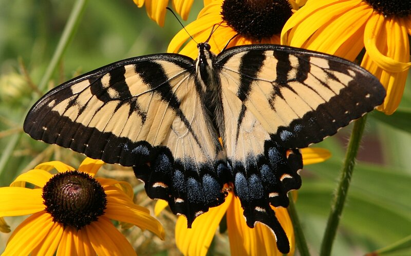 Swallowtail butterfly on yellow flower