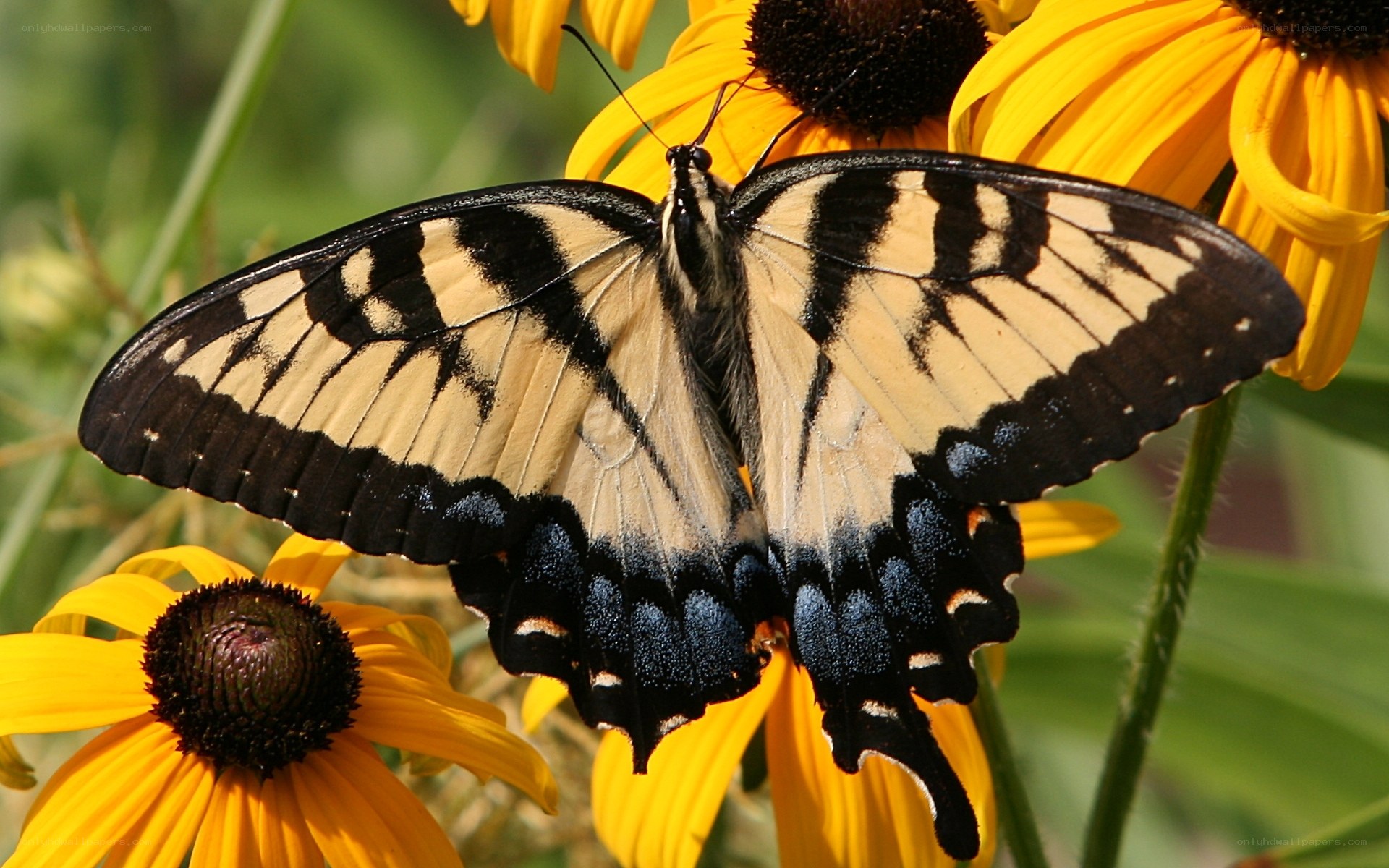 Swallowtail butterfly on yellow flower