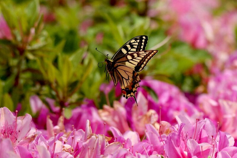 Swallowtail Butterfly — Pink, Serene