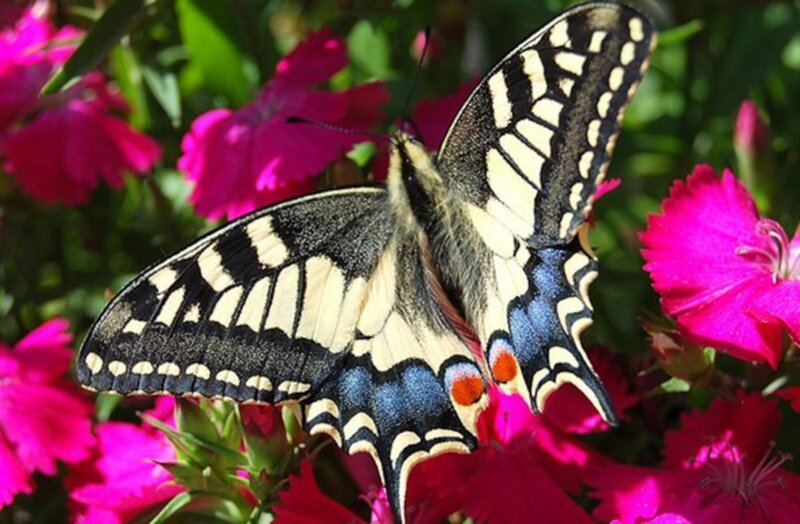Swallowtail Butterfly — Pink