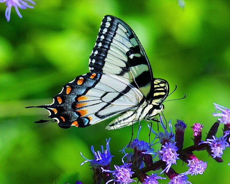 Swallowtail Butterfly — Purple