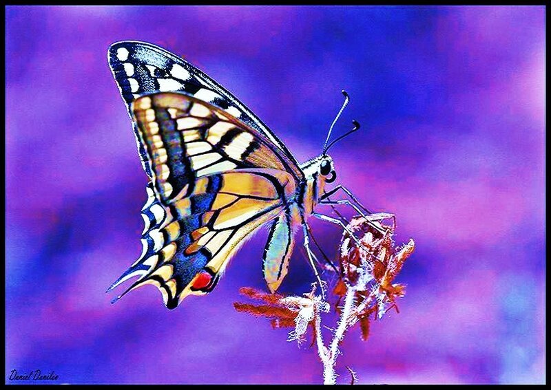Swallowtail Butterfly — Purple, Vibrant