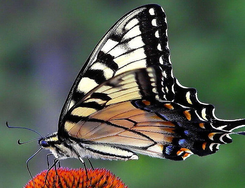 Swallowtail Butterfly