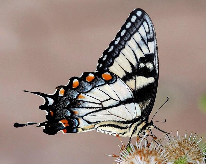 Swallowtail Butterfly — White