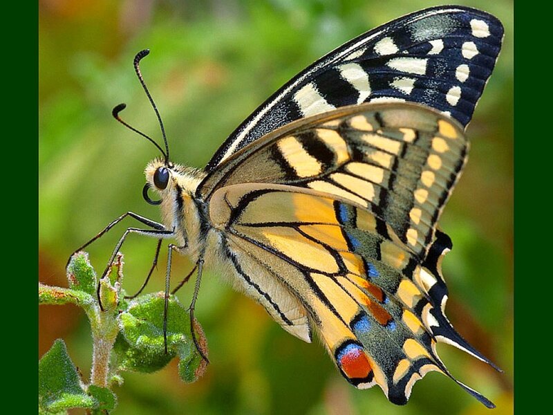 Swallowtail Butterfly — Yellow, Calm, Afternoon, Photograph, Plant, Green Leaves