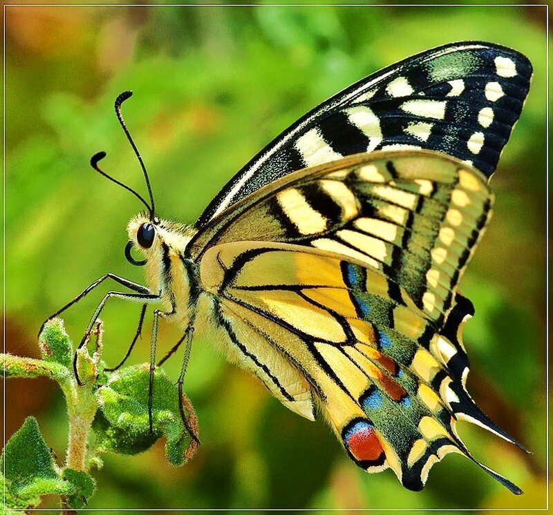 Swallowtail Butterfly — Yellow, Calm, Afternoon, Photograph, Plant