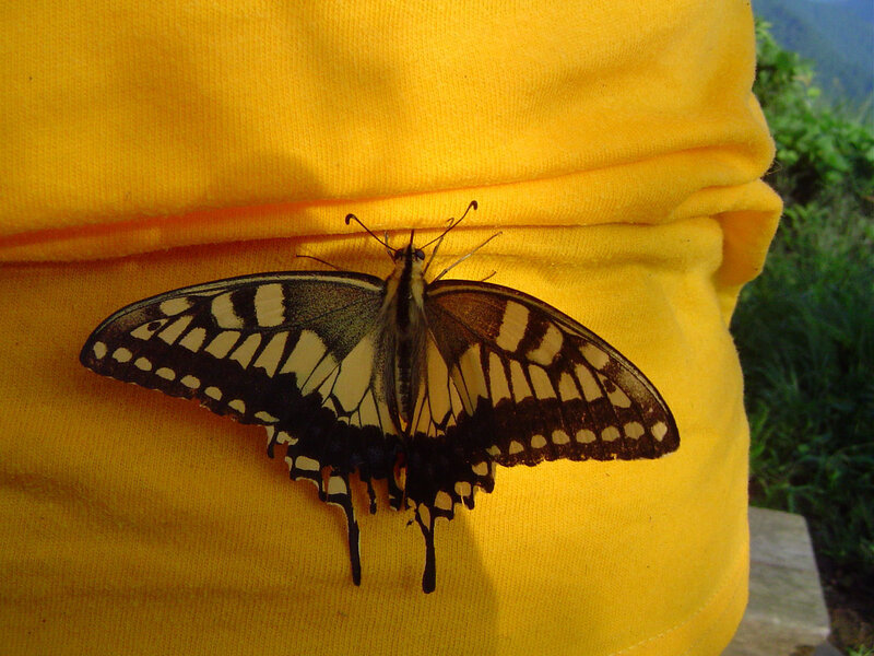 Swallowtail Butterfly — Yellow, Calm, Afternoon
