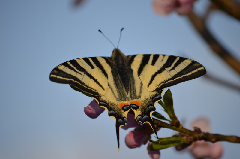 Swallowtail Butterfly — Yellow, Calm, Spring