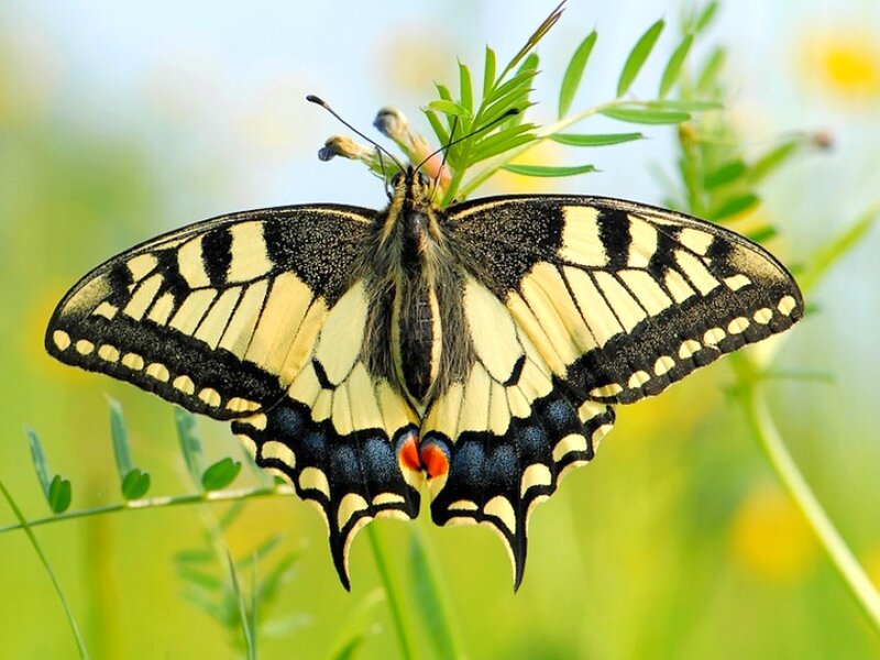 Swallowtail Butterfly — Yellow, Calm, Summer