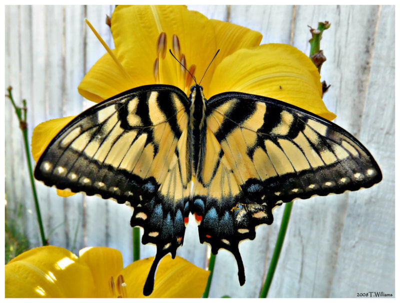 Swallowtail Butterfly — Yellow, Calm
