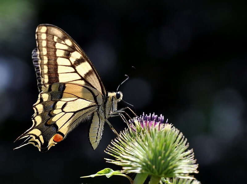 Swallowtail Butterfly — Yellow, Serene, Afternoon