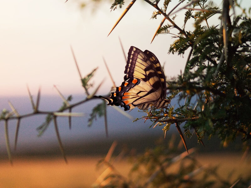 Swallowtail Butterfly — Yellow, Serene