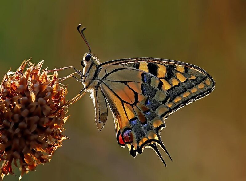 Swallowtail Butterfly — Yellow