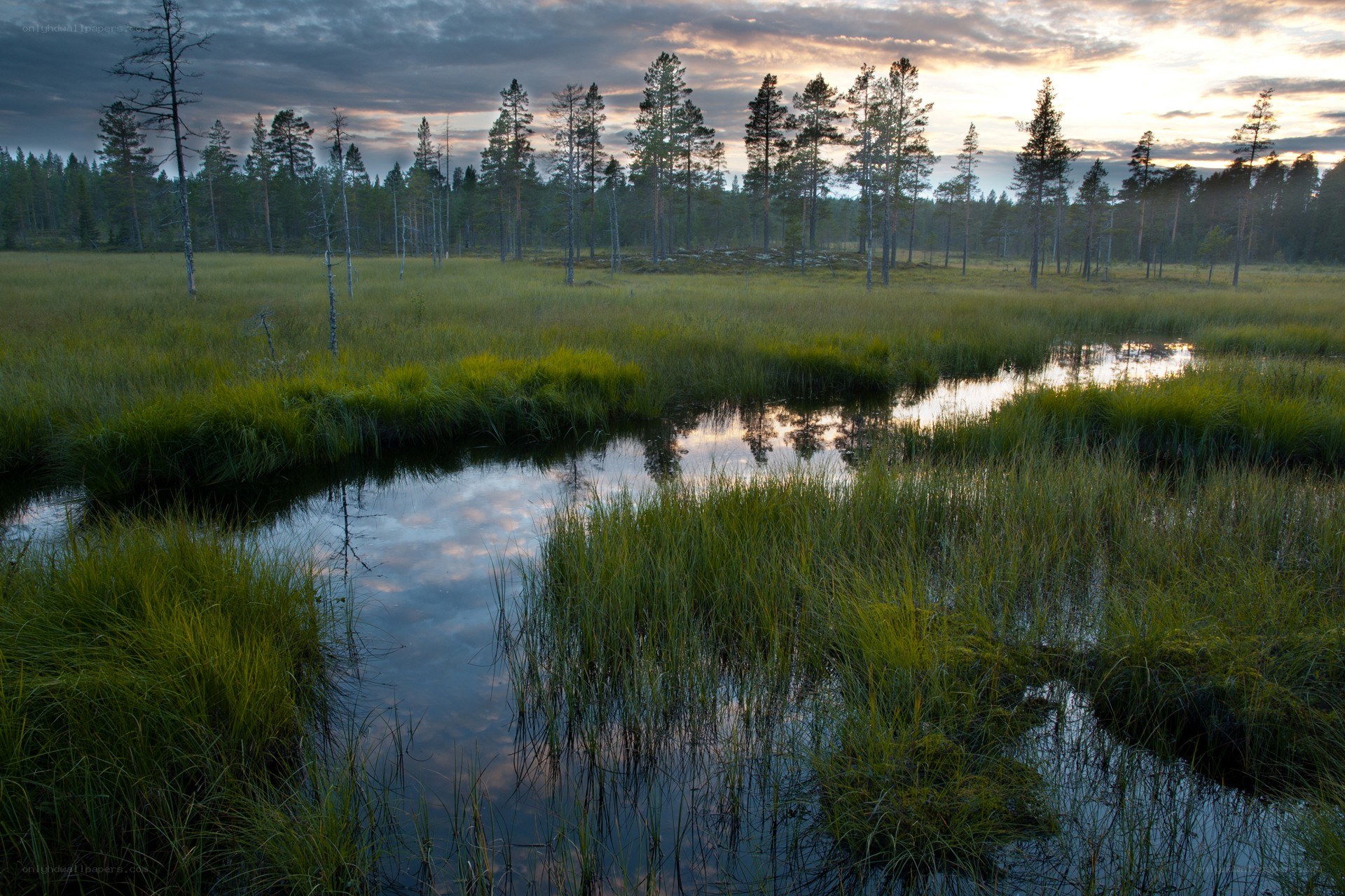Swamp at dusk with forest
