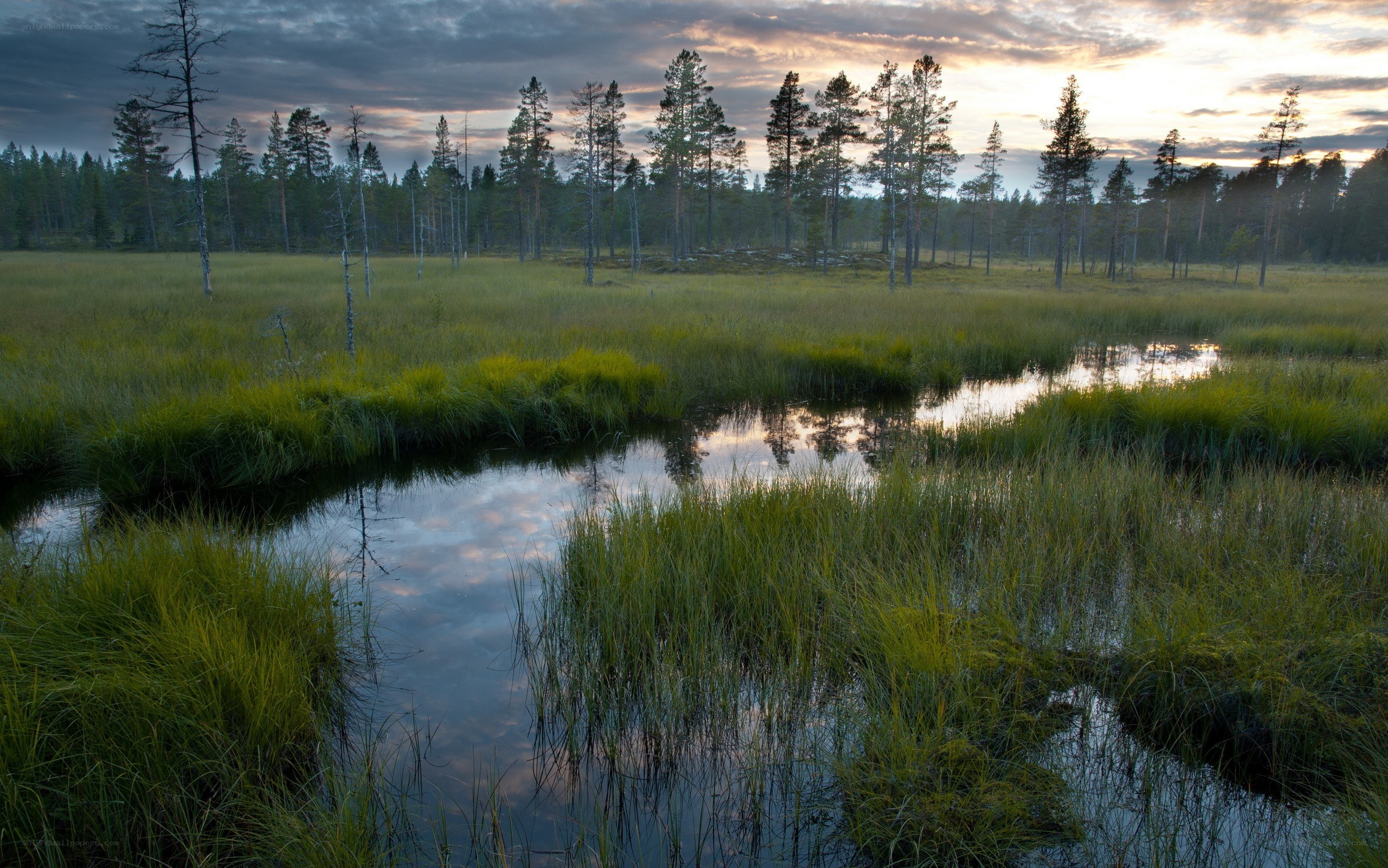 Swamp at dusk with forest