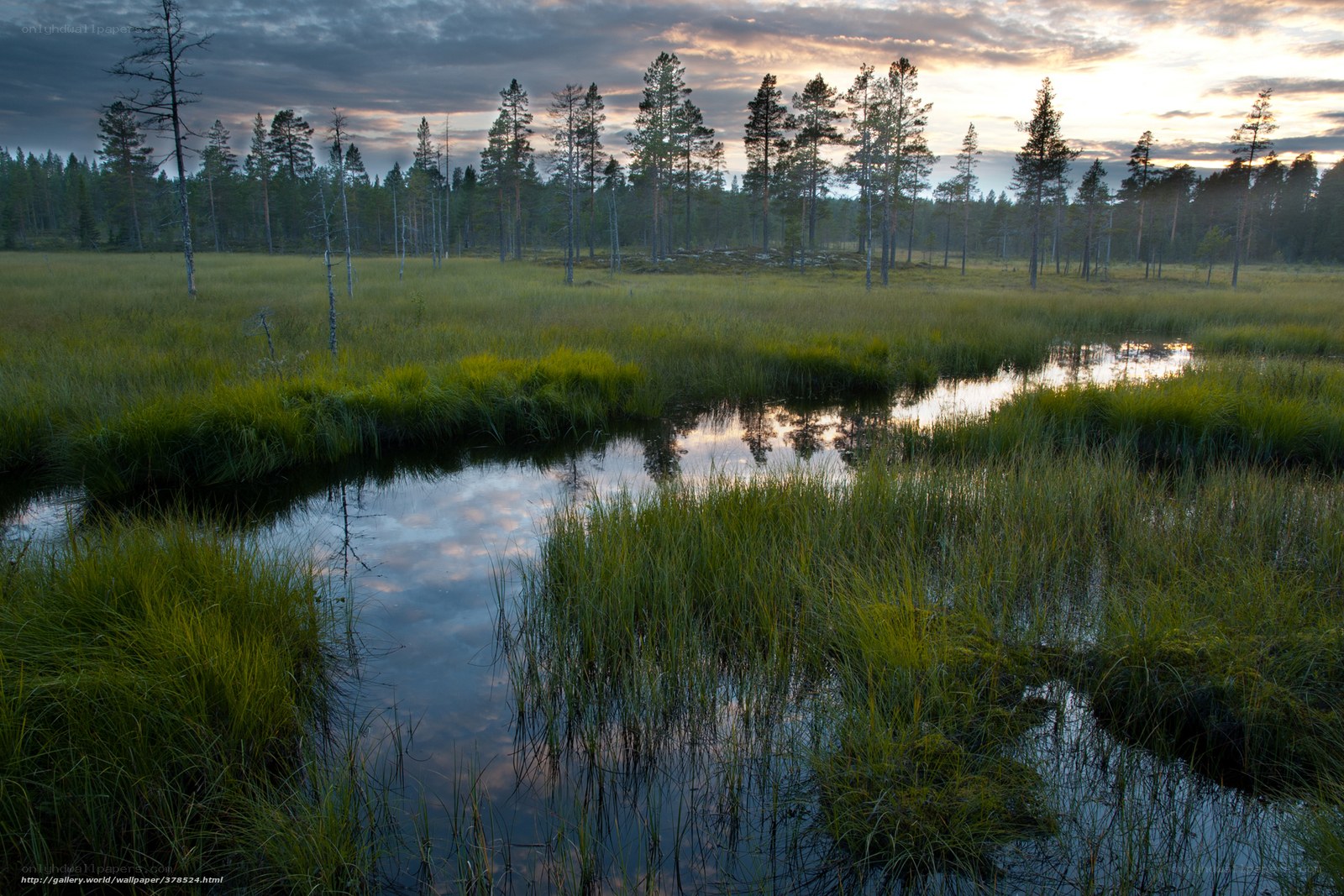 Swamp at dusk with forest