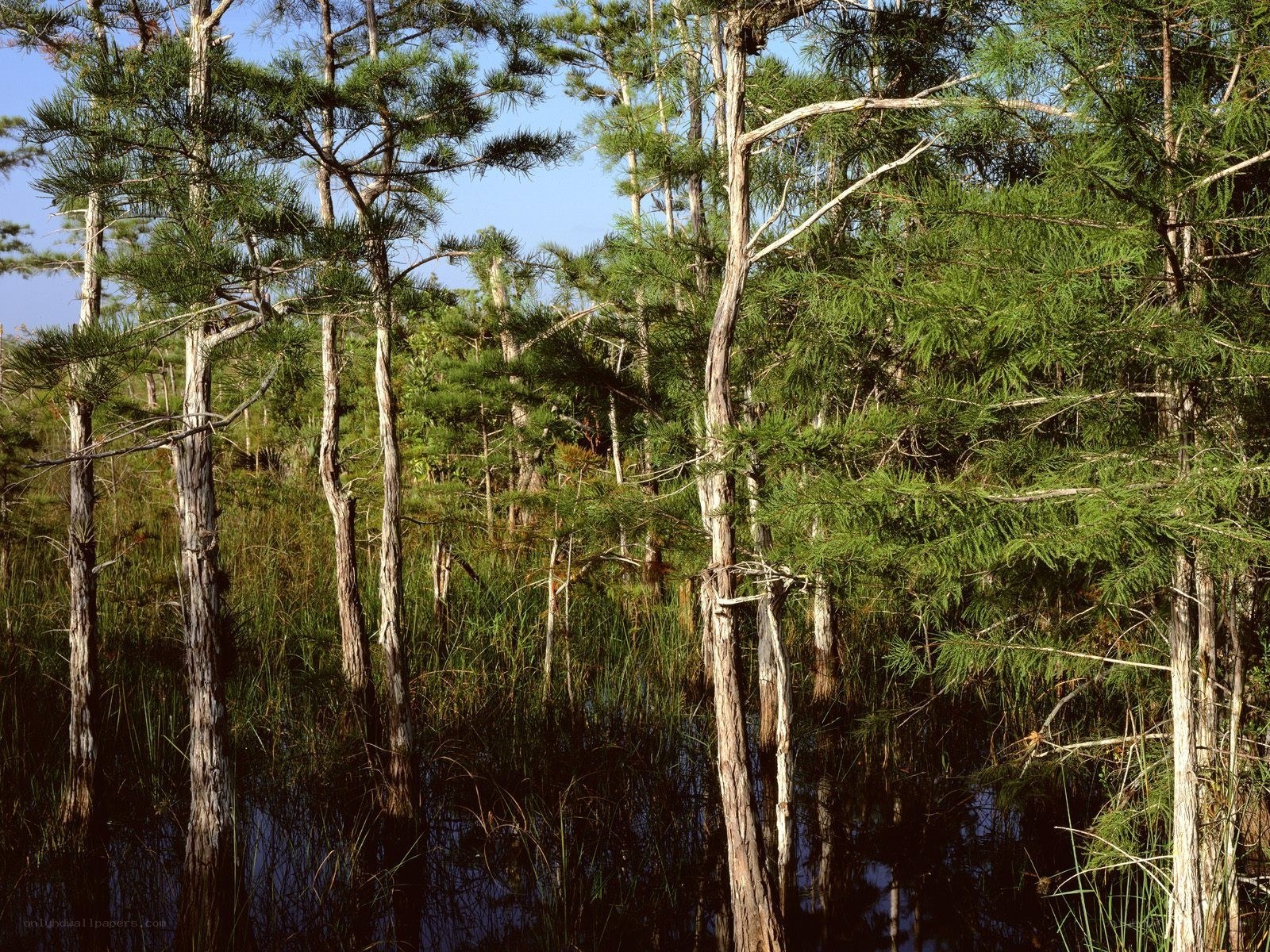 Swamp forest with cypress trees