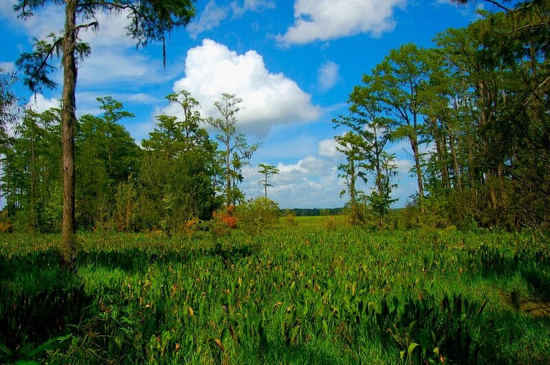 Swamp landscape with cypress trees