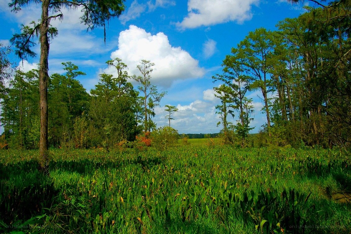 Swamp landscape with cypress trees