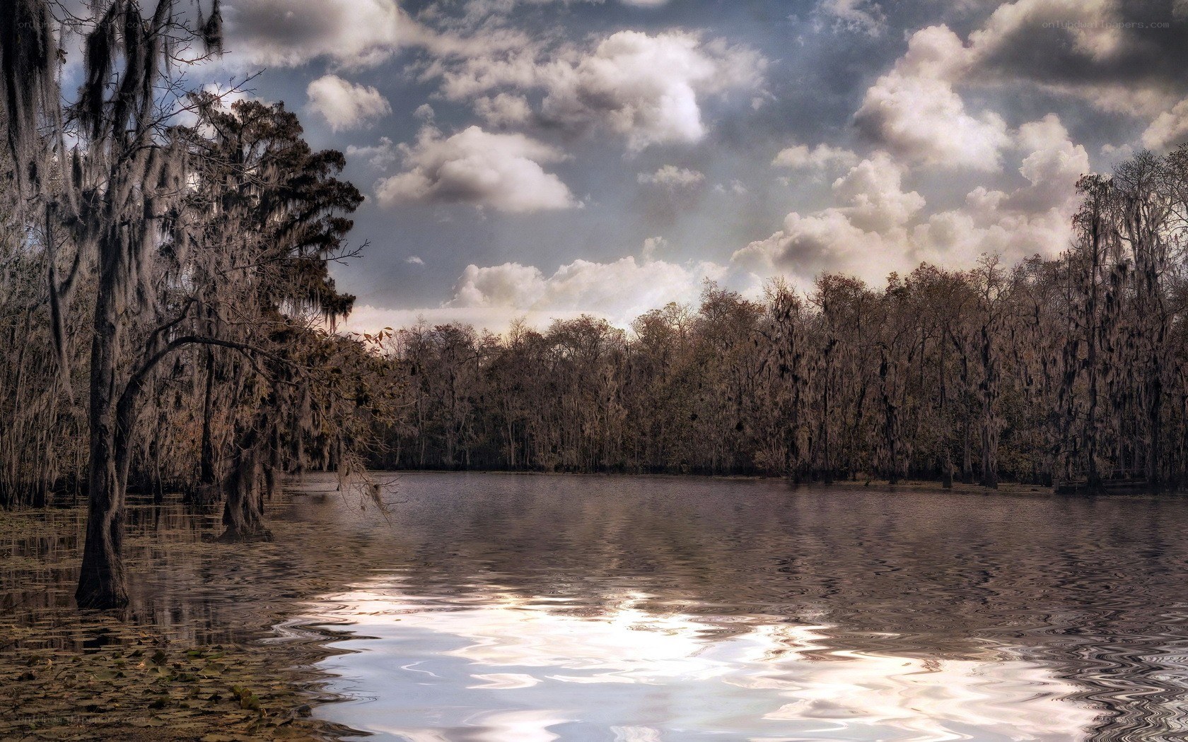 Swamp landscape with cypress trees