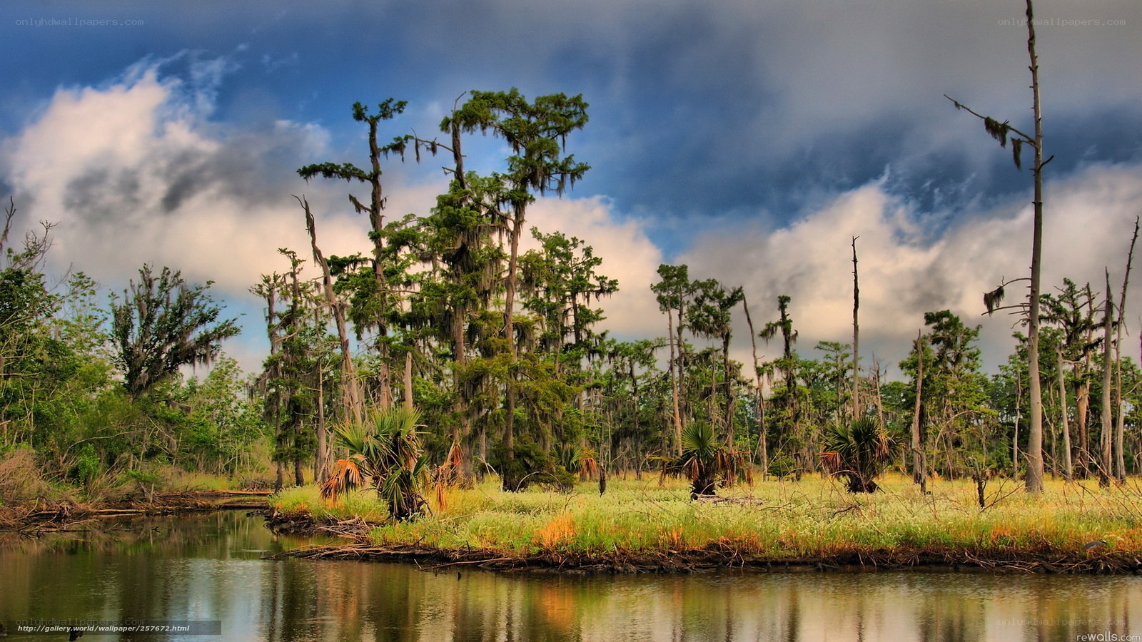 Swamp landscape with cypress trees