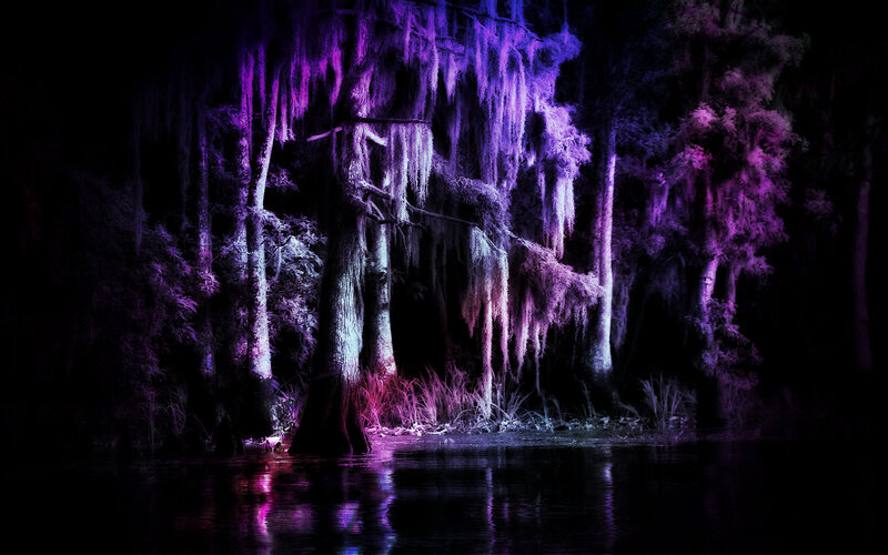 Swamp Trees at Night