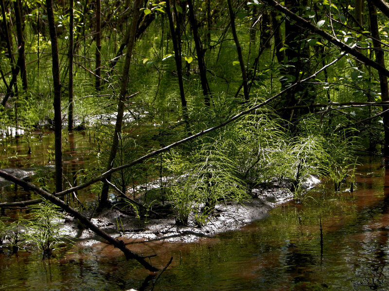 Swamp Vegetation in Water
