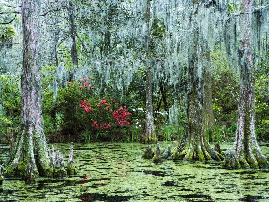 Swamp with cypress trees